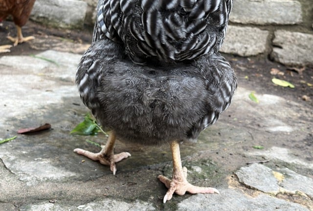 Chicken Vent Prolapse: Proven First Aid
