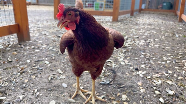 Chicken Heat Stress: Essential Summer Care Tips