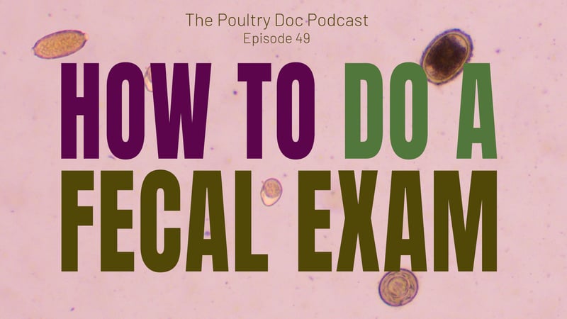 Does My Chicken have Worms or Cocci? Dr. Blayne walks through the fecal exam process.