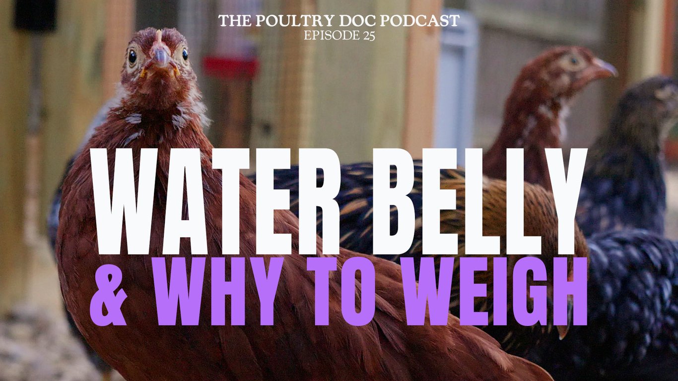 Ep 25 Water Belly & Why to Weigh