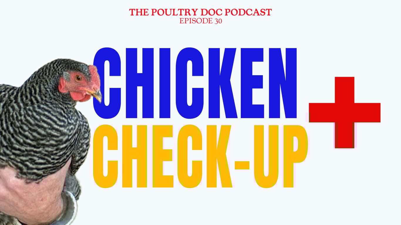 EP 30 How to Tell if Your Chicken Is Healthy: The Beak-to-Tail Check Up