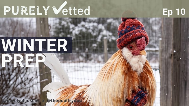 Do Chickens Need Heat in Winter? Adding Supplemental Heat to Your Coop.