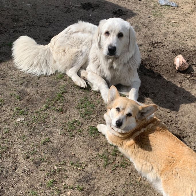 Welsh Corgi Pembroke Nimue und Polski Owczarek Podhalanski Misiek