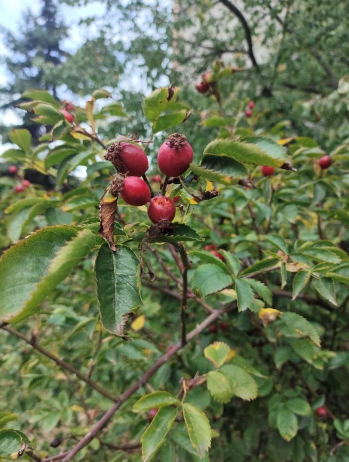 Die Hagebutte – die leuchtende Herbstfrucht für unsere Tiere