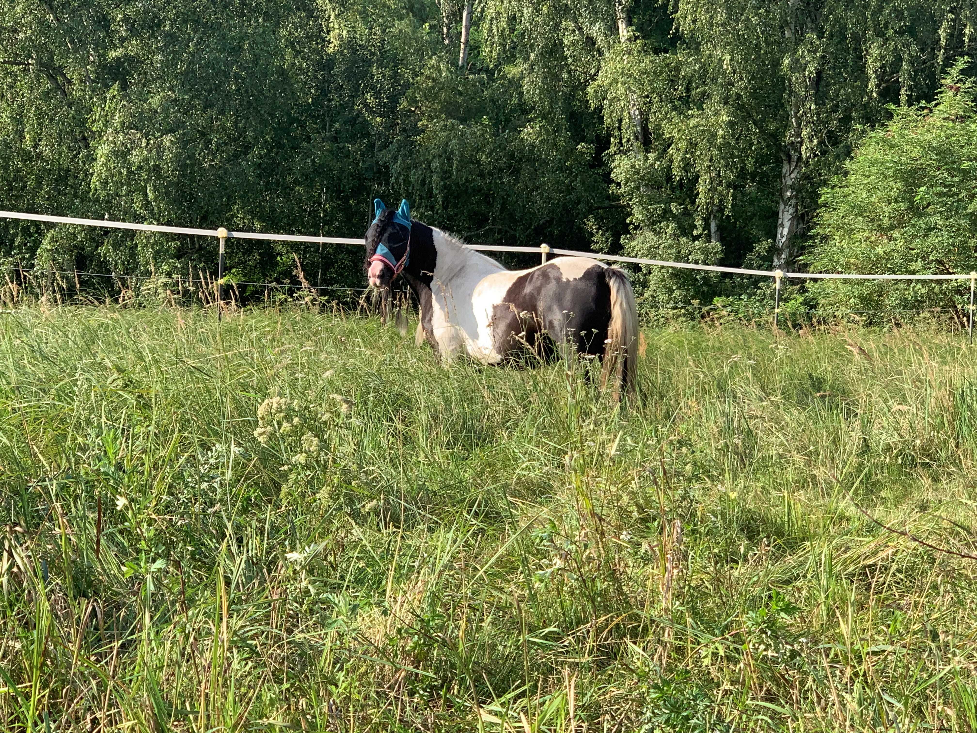 Warum Abweiden mehr Aufmerksamkeit verdient