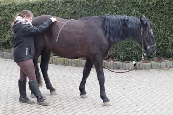 Akupressur bei Pferden und Hunden