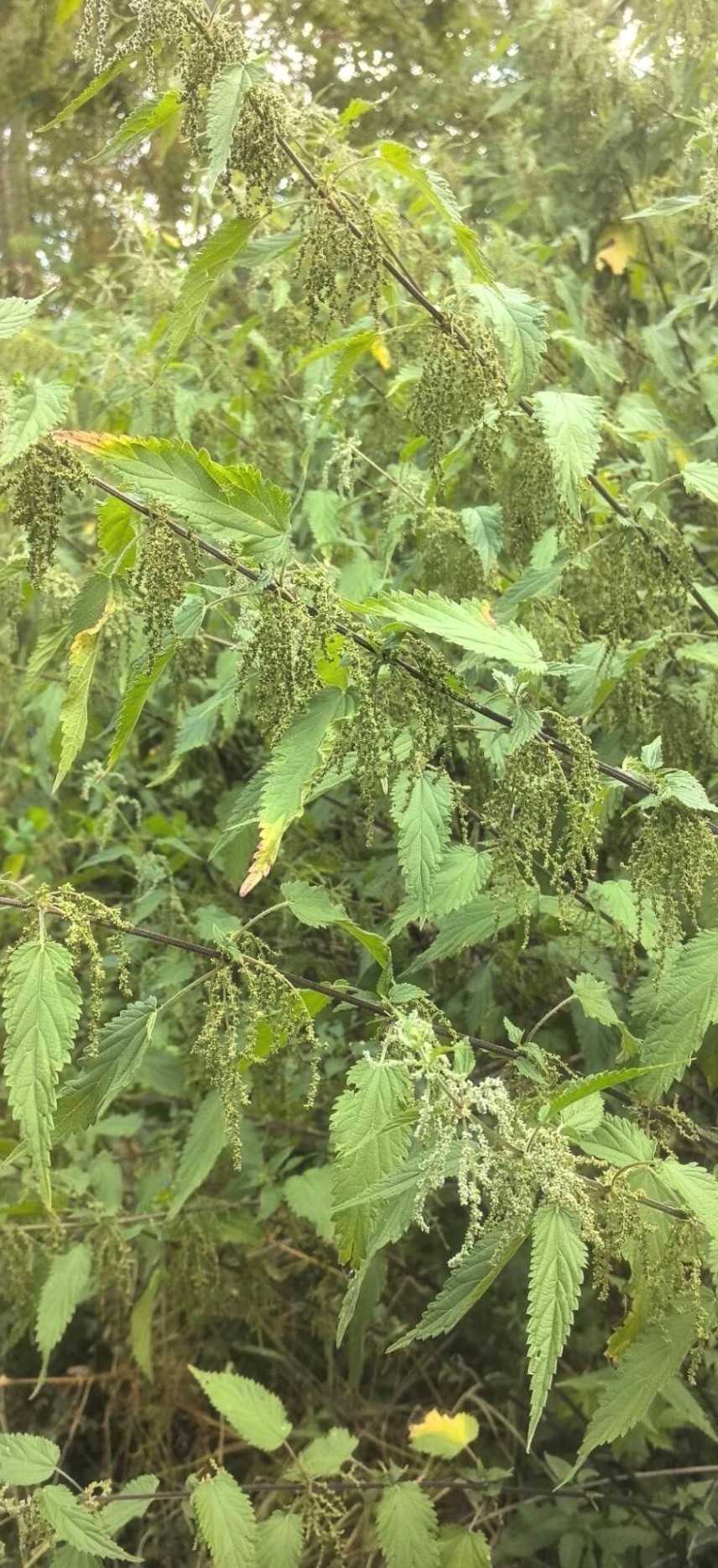 Kraut des Monats September