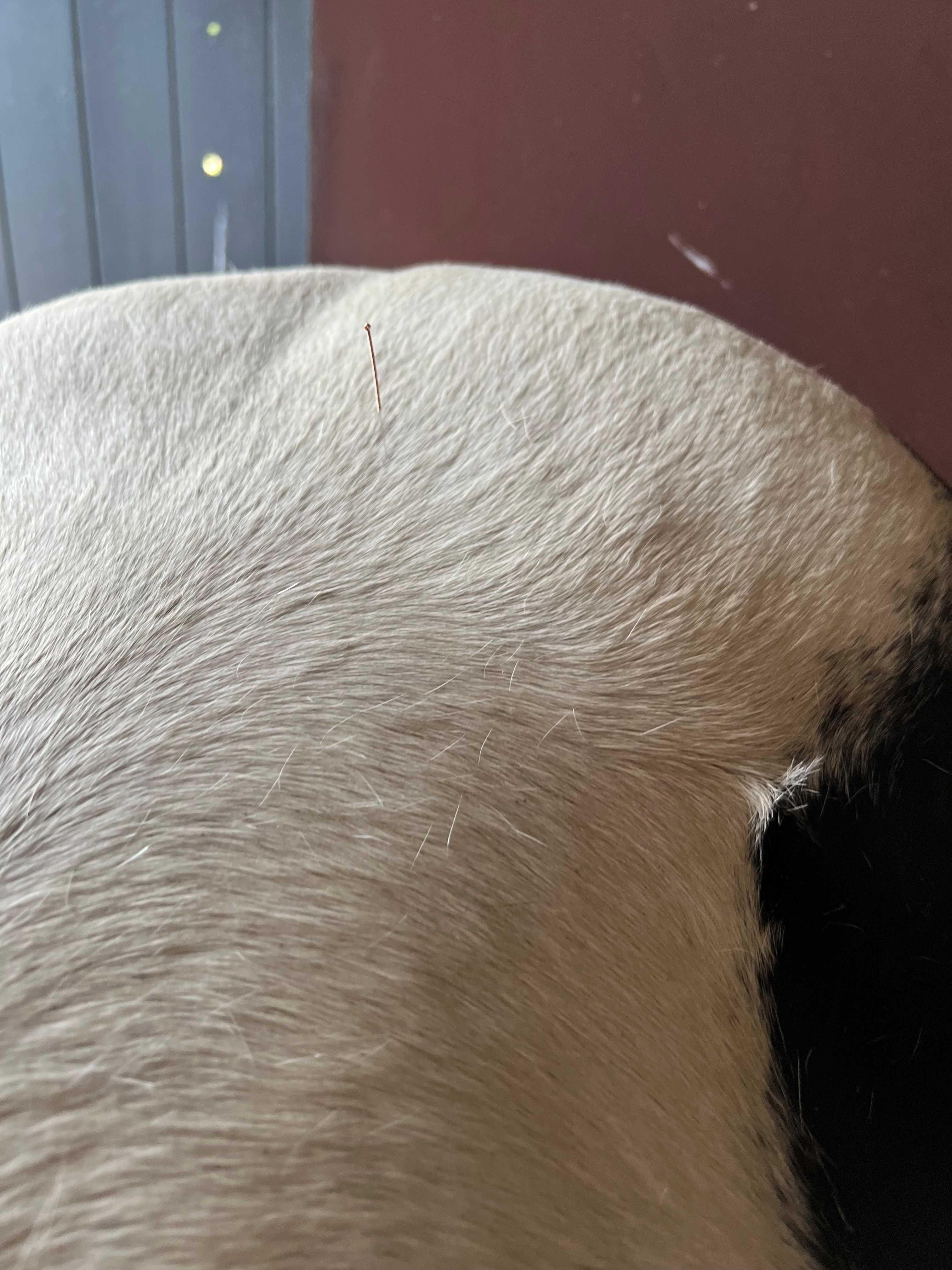 Akupunktur bei Tieren