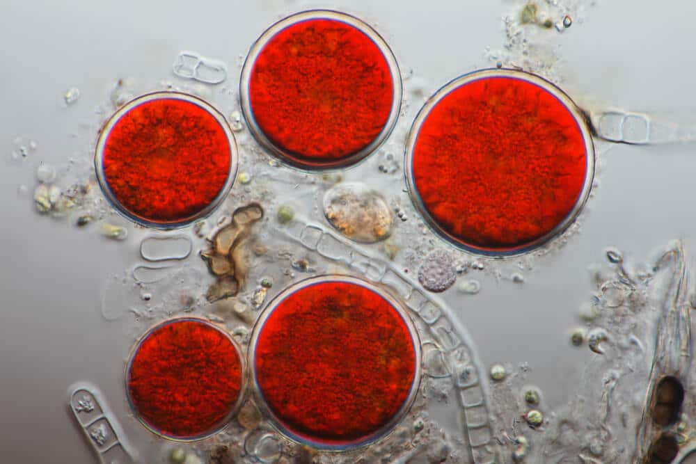 This tiny plant-like animal can save your lips