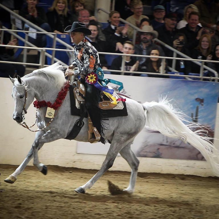Tommy Garland on a grey Arabian horse in national western pleasure competition — draped in championship ribbons