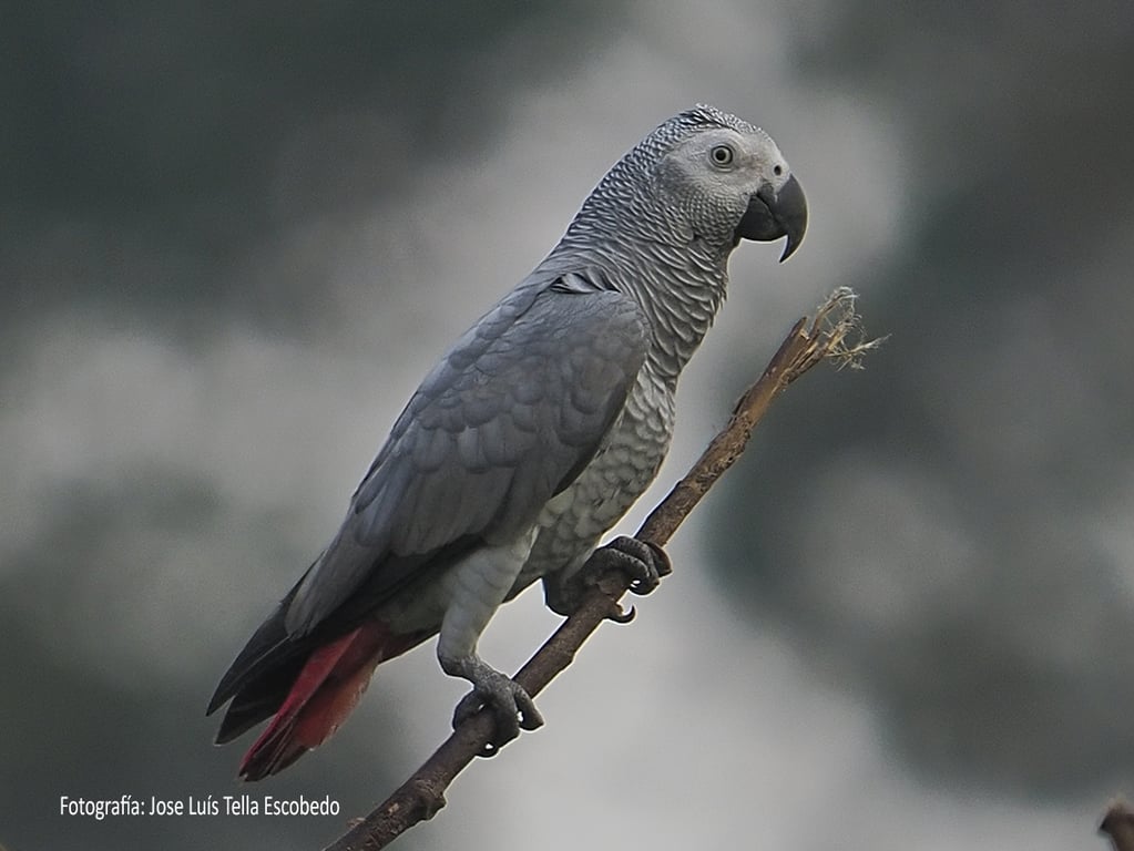 loro gris de cola roja.