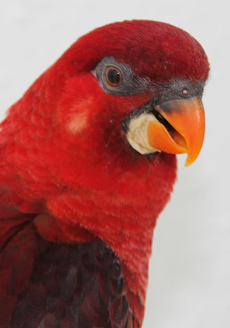 Lory nectar psittacus pájaros