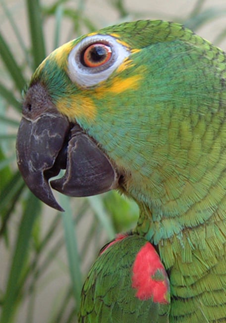 Omega Psittacus Amazona