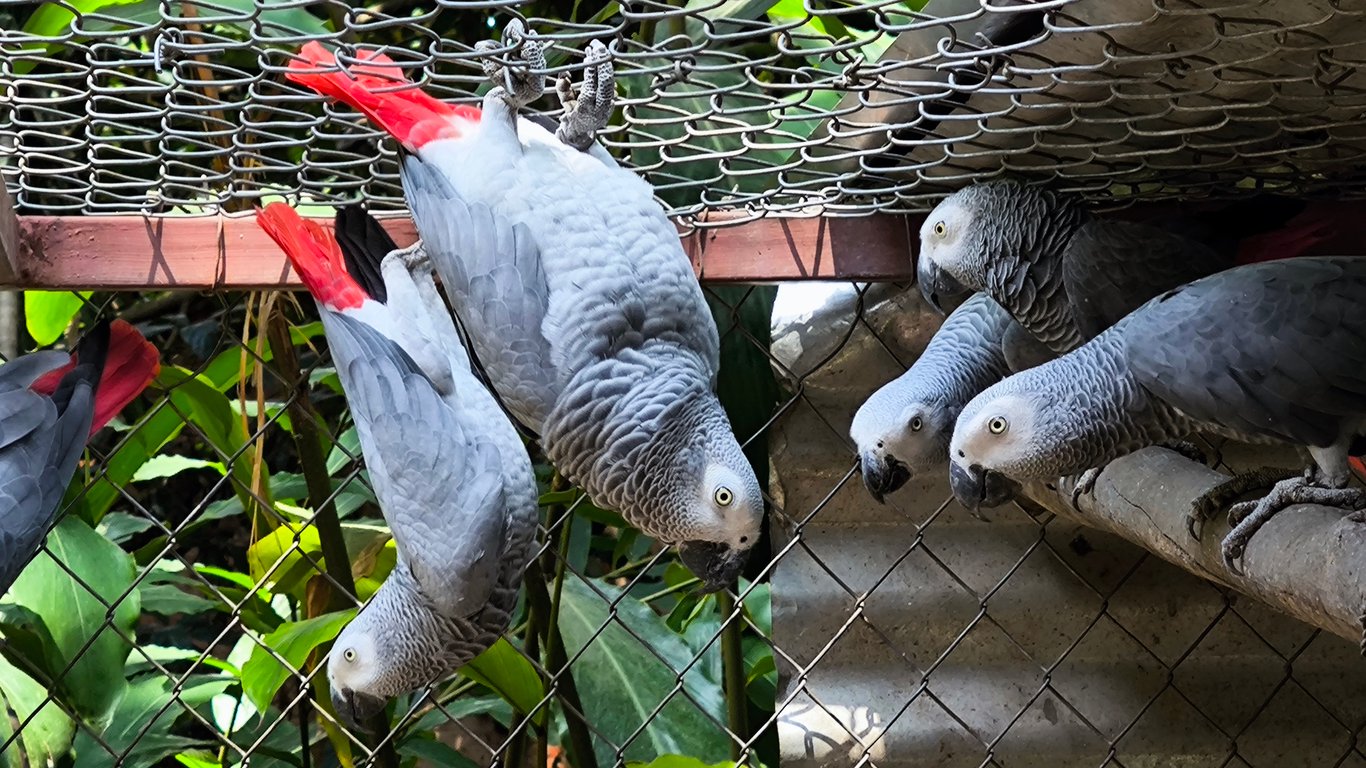 Expedición científica a la R. D. Congo: Estrategias de conservación y futuro del loro gris de cola roja.