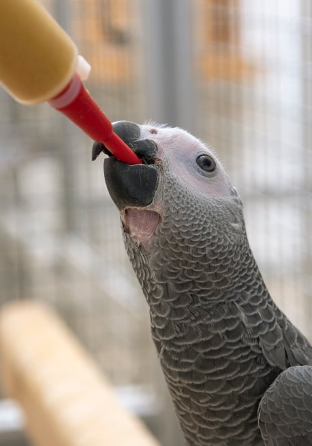 incubadora y cría de aves