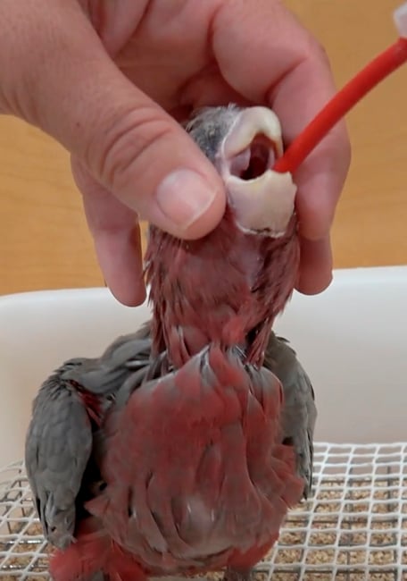 Psittacus hand feeding special cockatoos eolophus 3