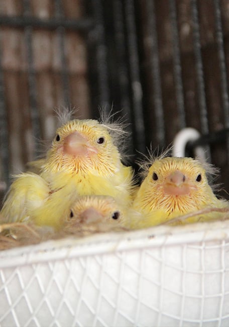 Breeding Canaries Serinus