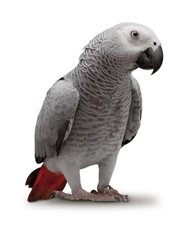 Yaco papillero
