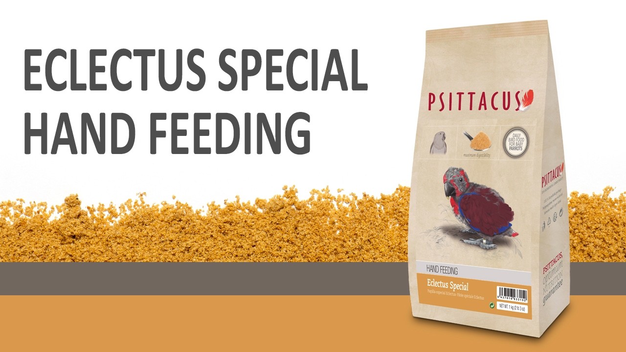 Eclectus special hand feeding