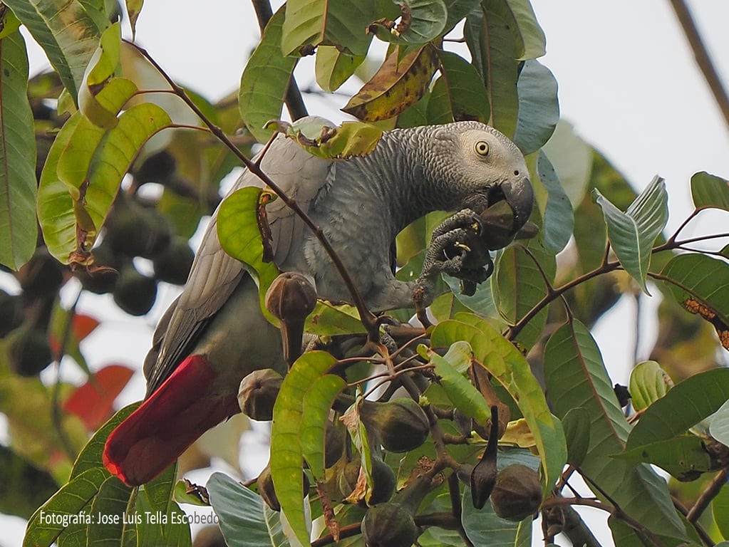 Conservación y futuro del loro gris de cola roja.