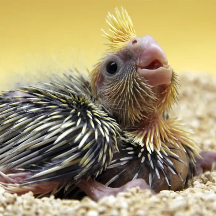 NYMPHICUS HOLLANDICUS