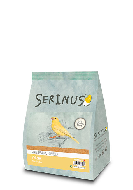 Amarilla mantenimiento Serinus
