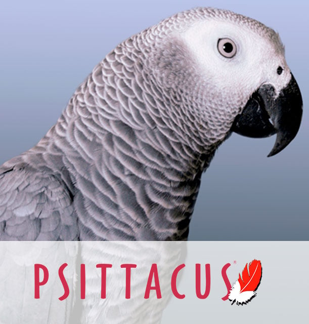 psittacus catalonia african grey parrot