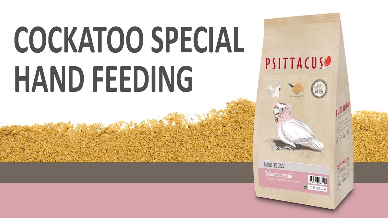 Cockatoo Special Hand Feeding
