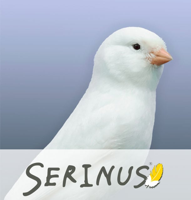 serinus