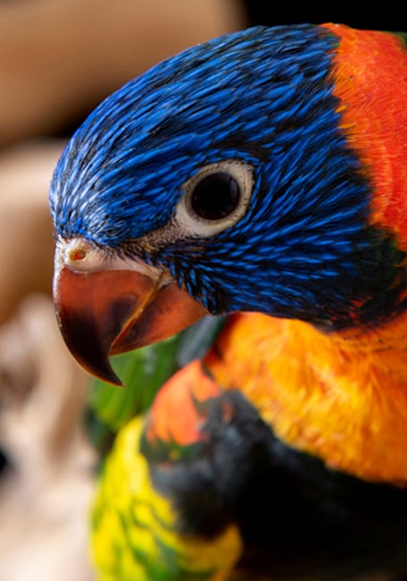 Lory nectar aves