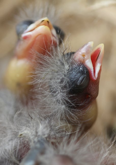 Passerine crop milk texture Serinus