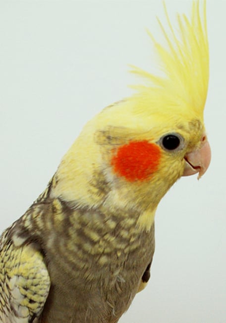 Psittacus Grit calcico fino Nymphycus