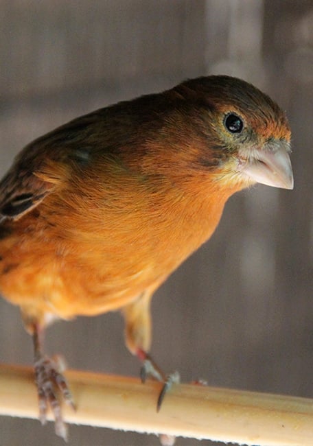 Canaries Moulting Bird 2