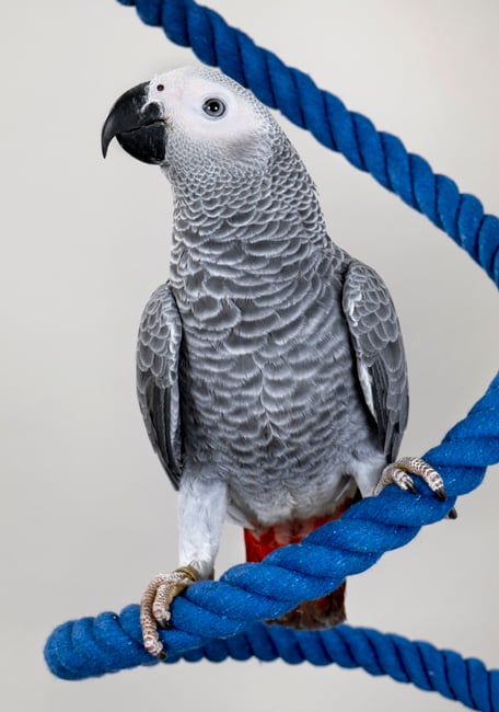 Psittacus Alta energía Yaco 2