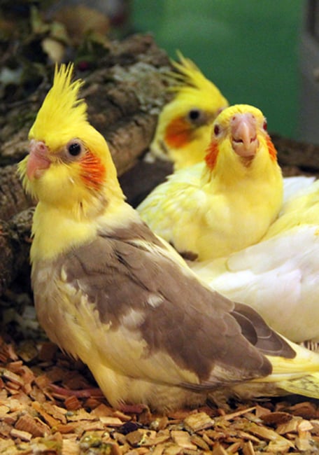 Psittacus micro pájaros