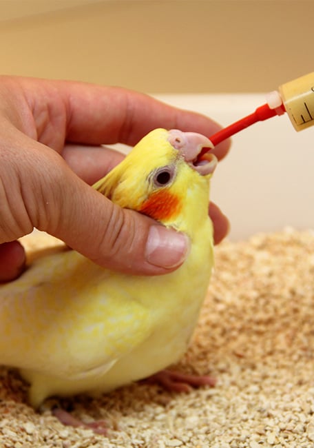 Psittacus comida pájaros