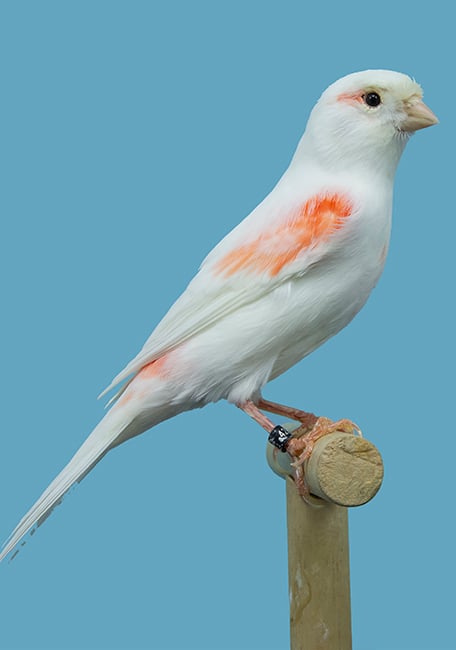 White Moulting Serinus Textura Canari white