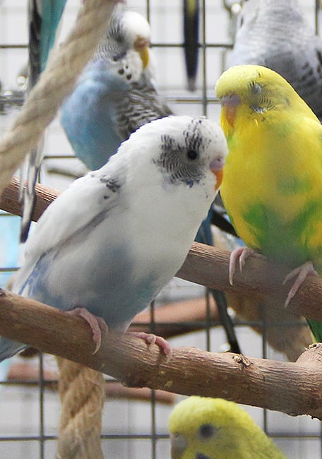 Micro pájaros Psittacus