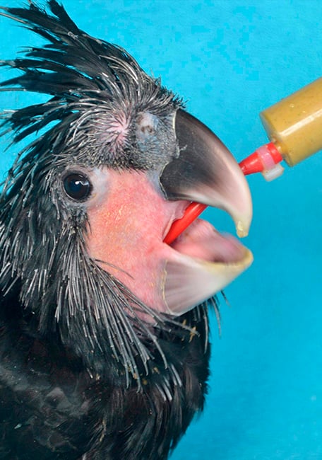 High Energy Plus Hand Feeding bird