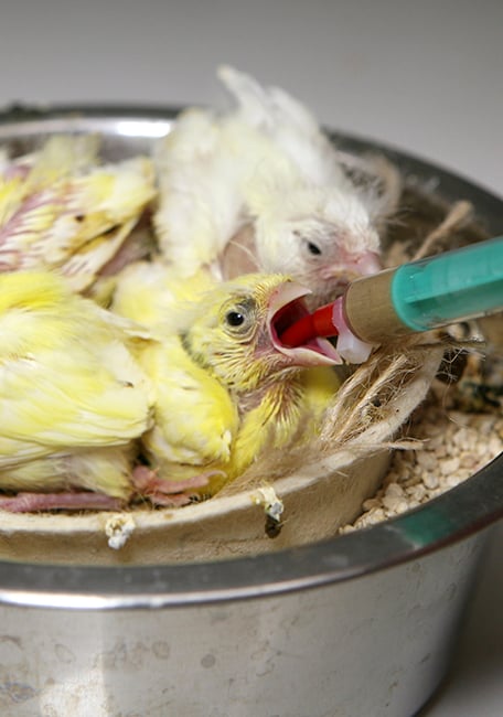 Serinus hand feeding canaries