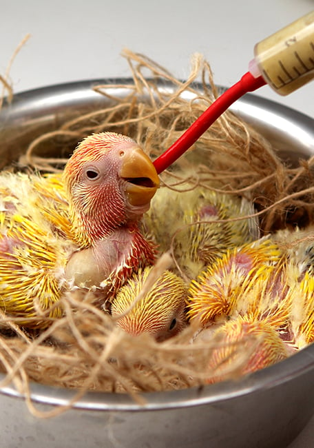 Psittacus cría de aves