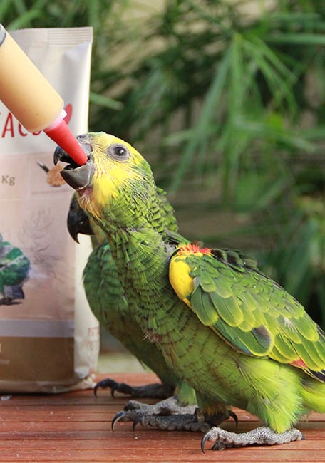 Papilla alta energía loro