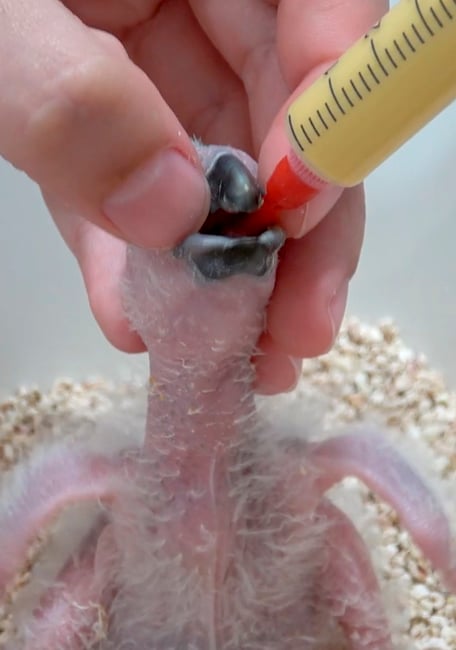 Neonatal Hand Feeding