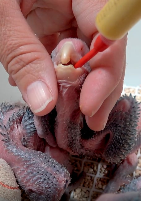 Neonatal Hand Feeding Yaco 2