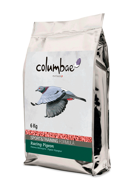 Columbae Sport and Training Racing Pigeon