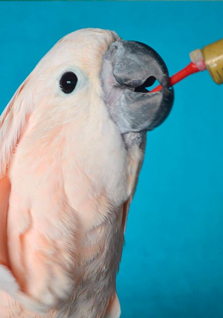 Psittacus hand feeding special cacatúas eolophus 1