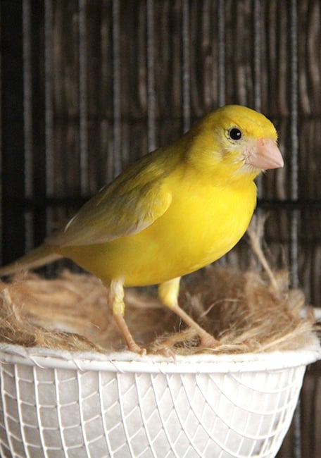 Canarios mantenimiento pájaro amarillo