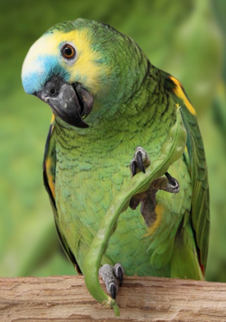 Psittacus Alta Proteina Amazona