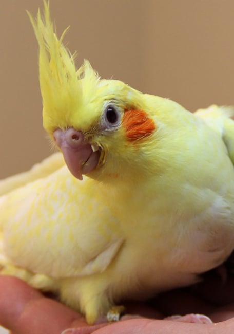 Psittacus mini cockatoo