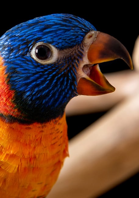 Lory pearls Psittacus